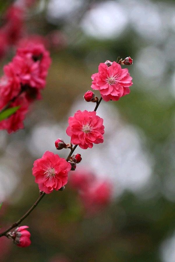 【神都诗社】第049期《桃花》（图24）