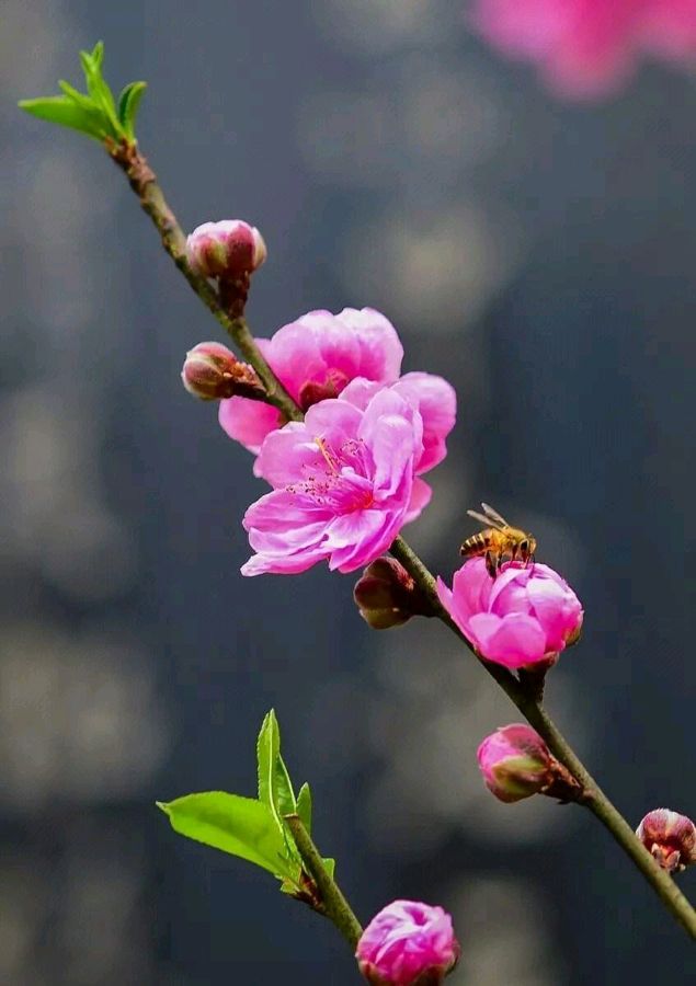 【神都诗社】第049期《桃花》（图23）