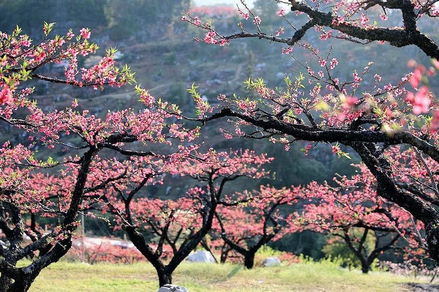 【神都诗社】第049期《桃花》（图26）
