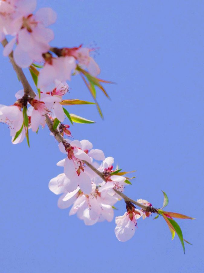 【神都诗社】第049期《桃花》（图27）
