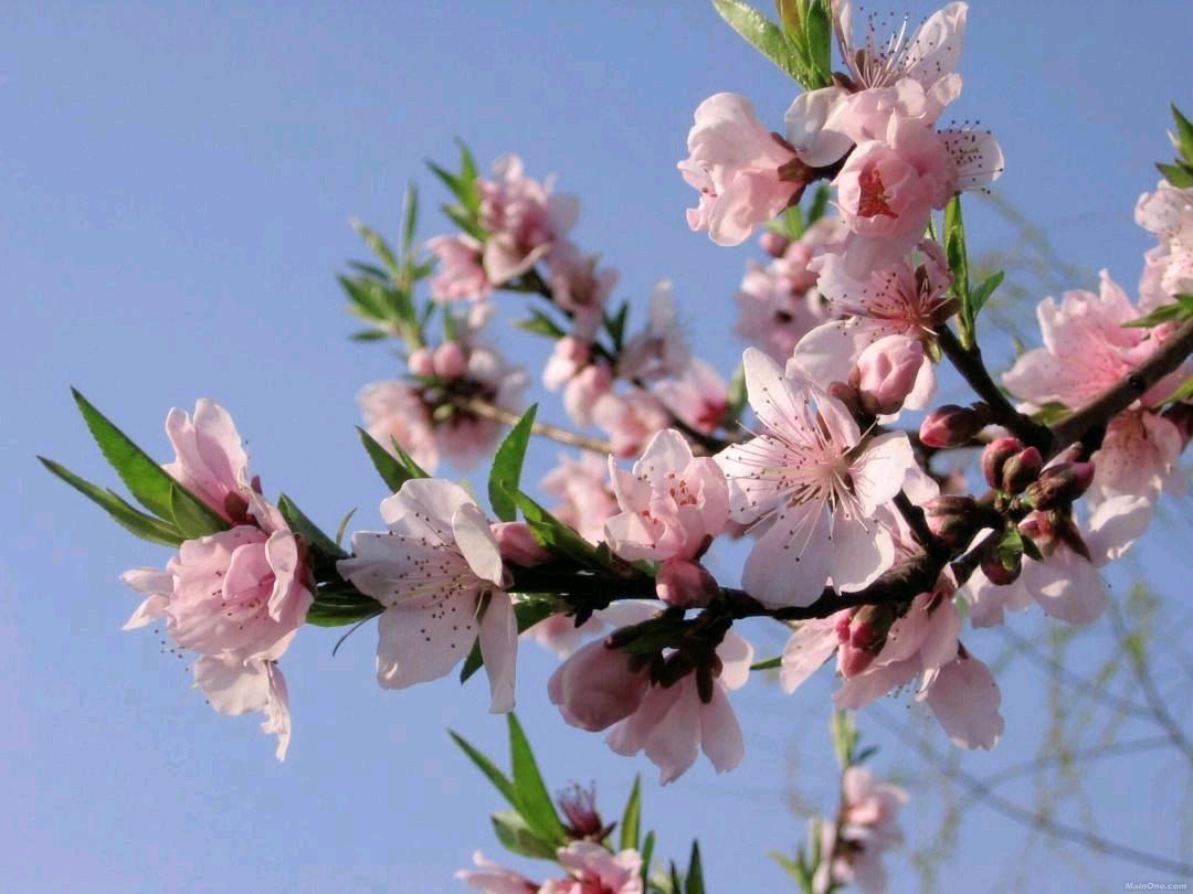 【神都诗社】第049期《桃花》（图20）