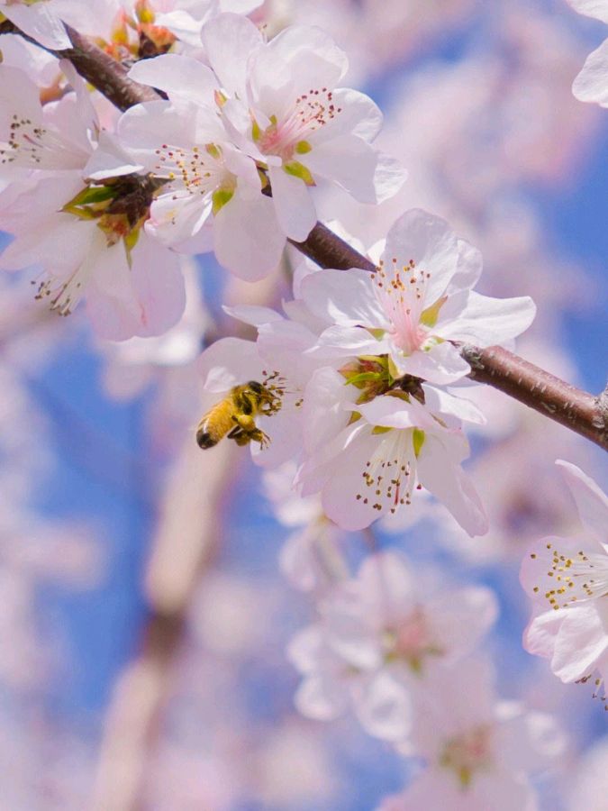 【神都诗社】第049期《桃花》（图21）