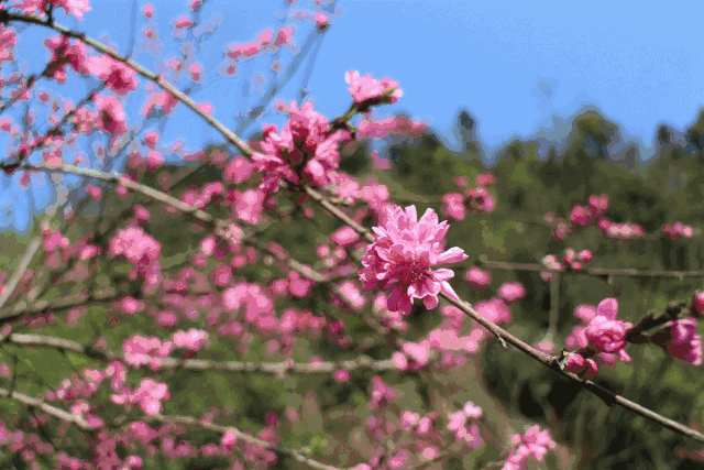 【名家精品】又到桃花盛开时——游桃花涧 文/李庆明（图3）