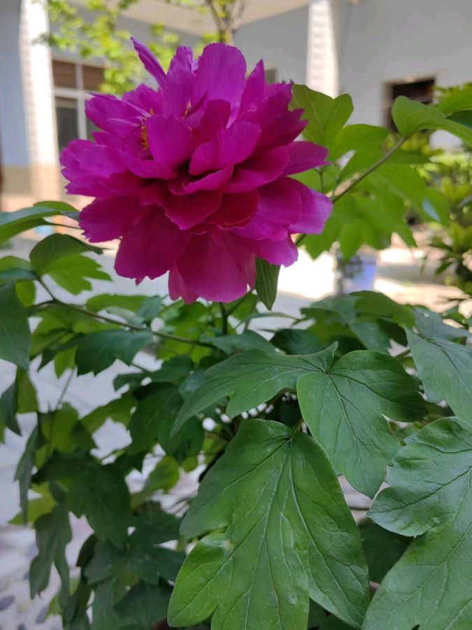 【愚人节抒怀】作者／胡清普请欣赏（图7）