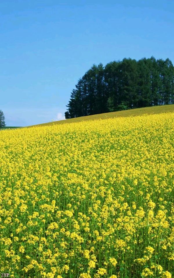 隆重推出诗人李胜峰专辑《我爱家乡(二)》写于立春、雨水、惊蛰、春分诗词三十六首(图9)