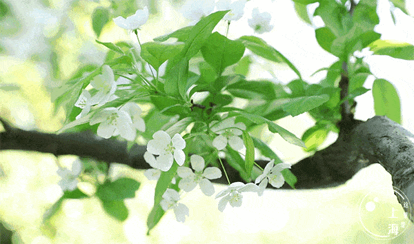 《七律 冷节祭双亲》诗人：黄石华（图3）