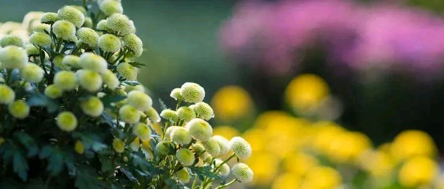 清明节忆龙济汉恩师（外一首）/线连石