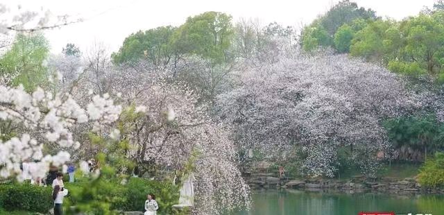 【国风湖南第33期】 已是春深光景明（图5）