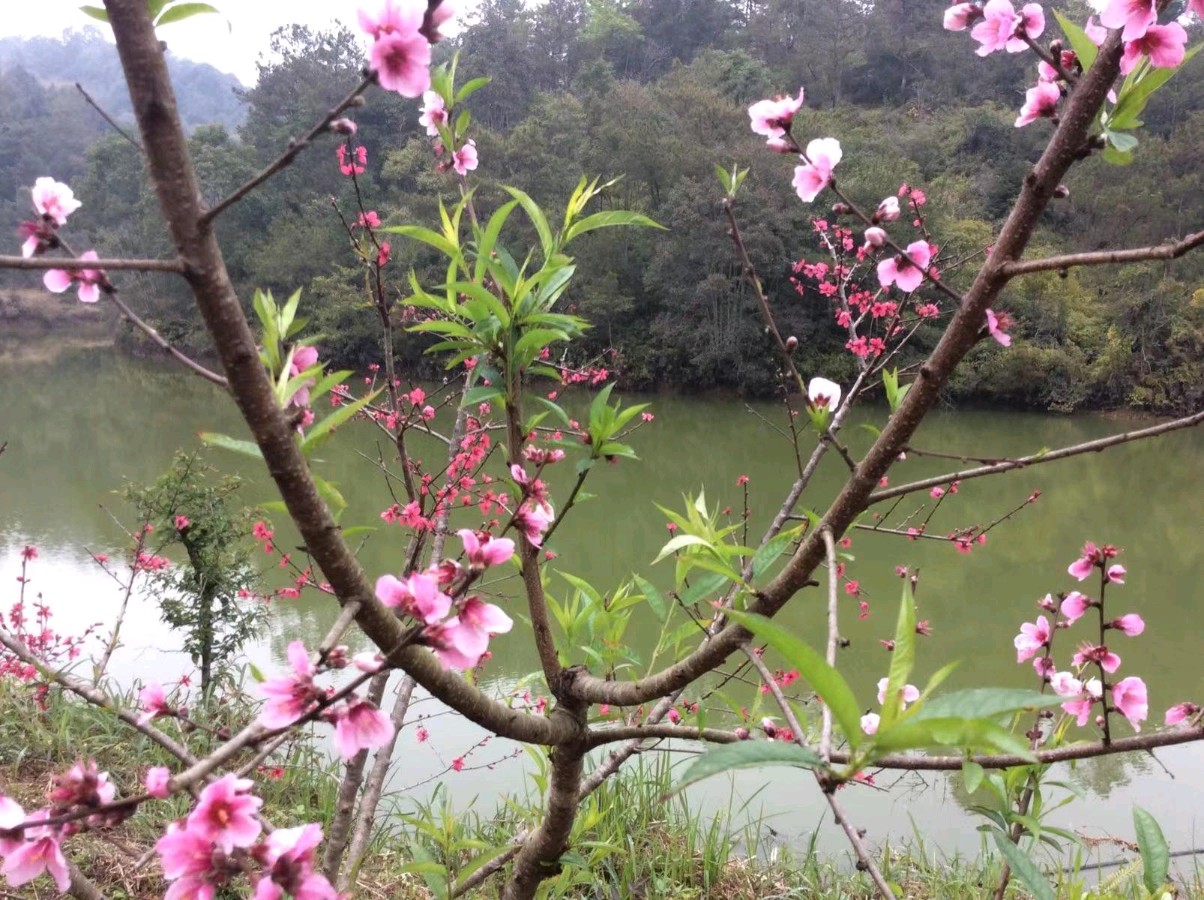 【国风湖南第33期】 已是春深光景明（图6）
