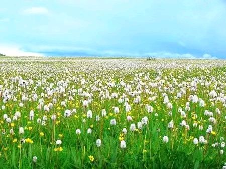 【国风湖南第33期】 已是春深光景明（图2）