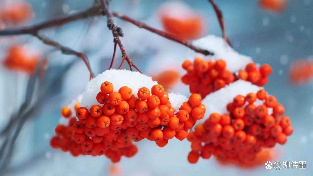 【齐鲁风】分享笑谈人生《春雪与春雨》请欣赏(图4)