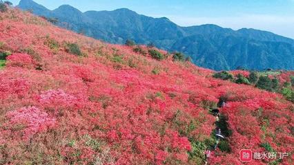 【应邀来楚瀚观山景】作者／胡清普老师请欣赏（图4）