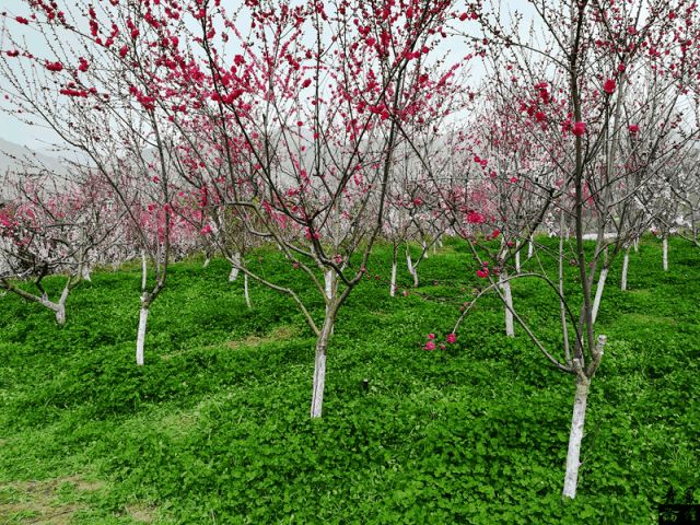 【诗词鉴赏】桃花吟/关怀宪（图3）