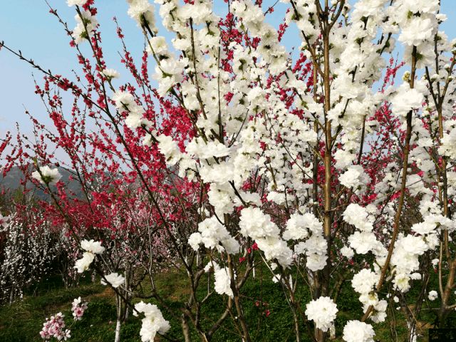 【诗词鉴赏】桃花吟/关怀宪（图4）