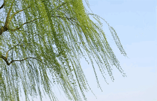【齐鲁风】分享优秀作家诗人方亮老师《春天的风》请欣赏（图6）