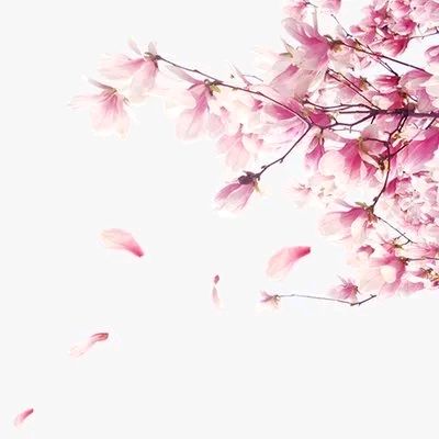 巜又见落花》同题诗续辑(一) 作者/蓝坤扬等 诵读/春风十里