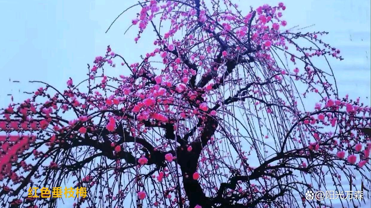 【齐鲁风】分享（广州）优秀诗人王学志老师《咏梅》组诗请欣赏（图4）