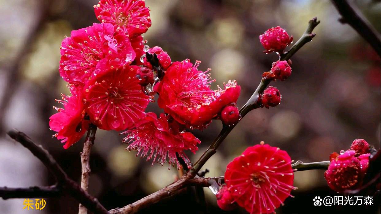 【齐鲁风】分享（广州）优秀诗人王学志老师《咏梅》组诗请欣赏（图9）
