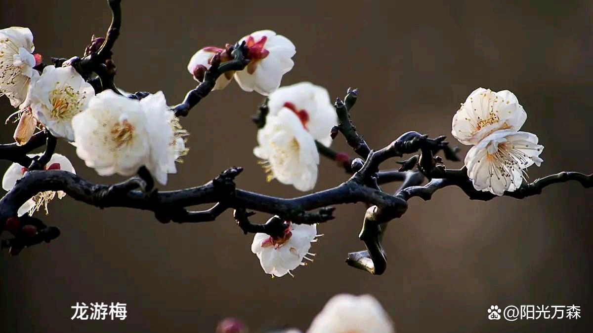 【齐鲁风】分享（广州）优秀诗人王学志老师《咏梅》组诗请欣赏（图6）