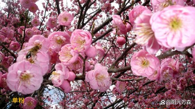 【齐鲁风】分享（广州）优秀诗人王学志老师《咏梅》组诗请欣赏（图7）