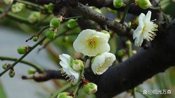 【齐鲁风】分享（广州）优秀诗人王学志老师《咏梅》组诗请欣赏（图8）