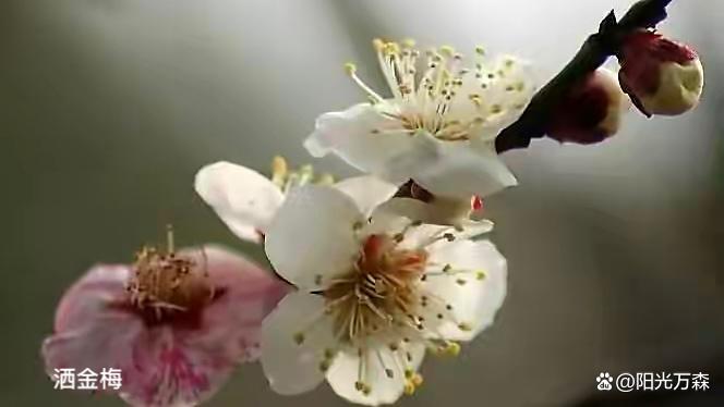 【齐鲁风】分享（广州）优秀诗人王学志老师《咏梅》组诗请欣赏（图10）