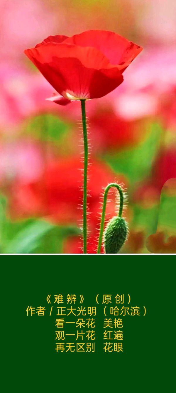 【题图微诗三首】(原创)《芽》《拂心》《难辨》作者:正大光明(哈尔滨)(图4)