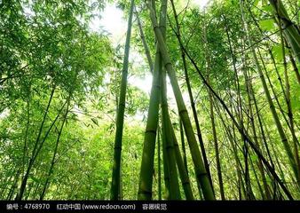 【北京头条】分享优秀作家诗人方亮老师《竹林趣》请欣赏（图4）