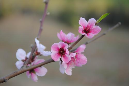 【北京头条】分享优秀作家诗人陈天堂老师《桃花咏》请欣赏（图4）