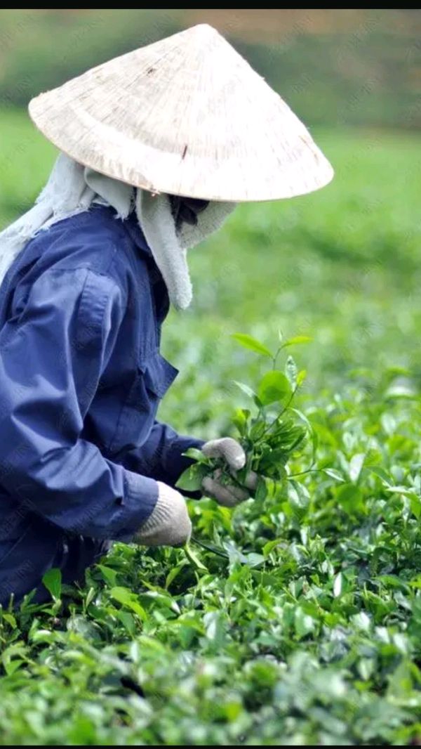 《七律 采茶》诗人：黄石华（图3）