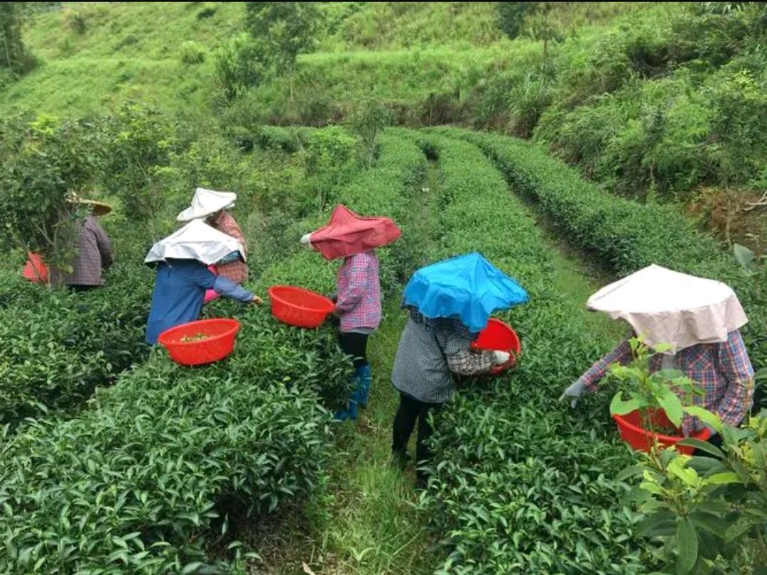 《七律 采茶》诗人：黄石华（图4）