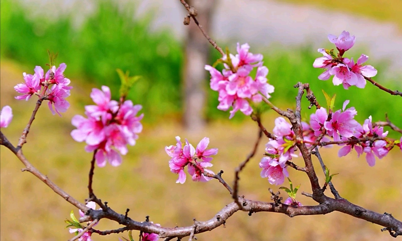 【诗词鉴赏】 穆秀生词集（六）（图3）