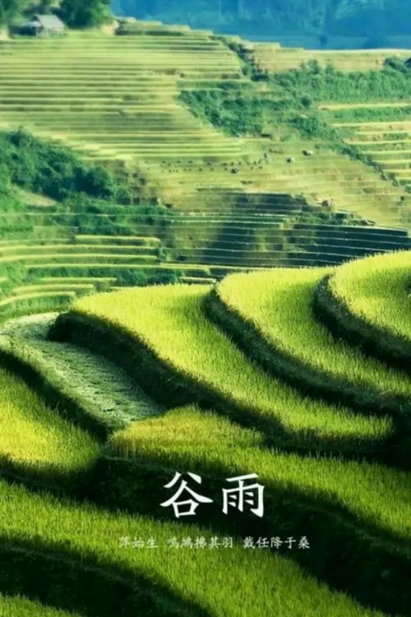 《七律 谷雨（坡底顶针）》诗人：黄石华（图3）