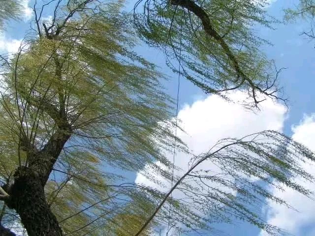 【诗词鉴赏】古风•谷雨（外五首）文/杨忠昌（图9）