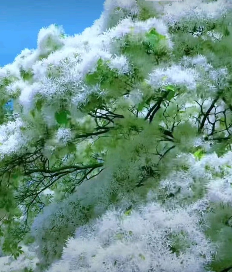 《七律 谷雨吟》作者:吴云钦(图3)