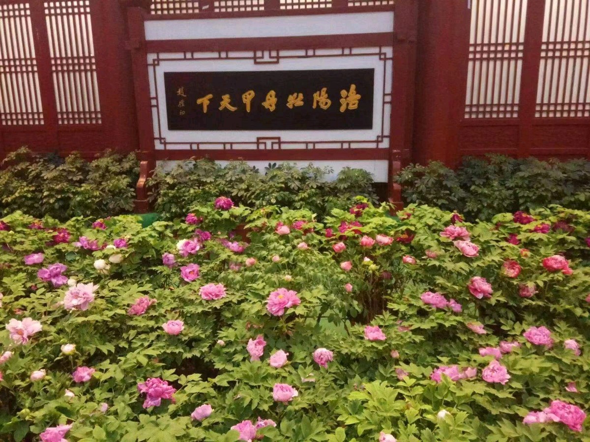【诗词鉴赏】牡丹词 文/李德强（图3）