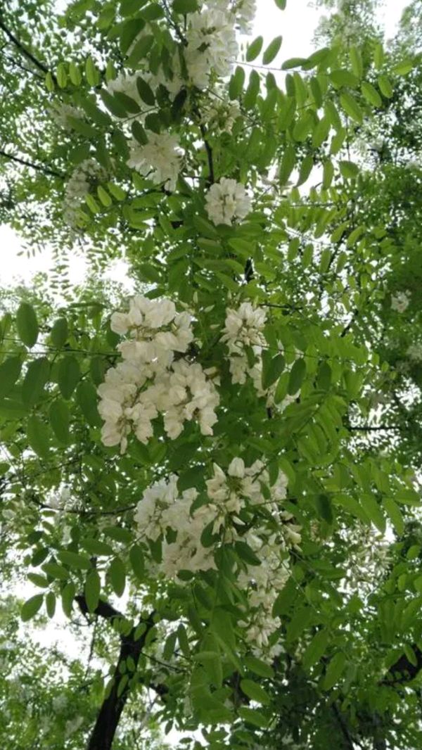 《七律 槐花香》诗人：柳鸣（图4）