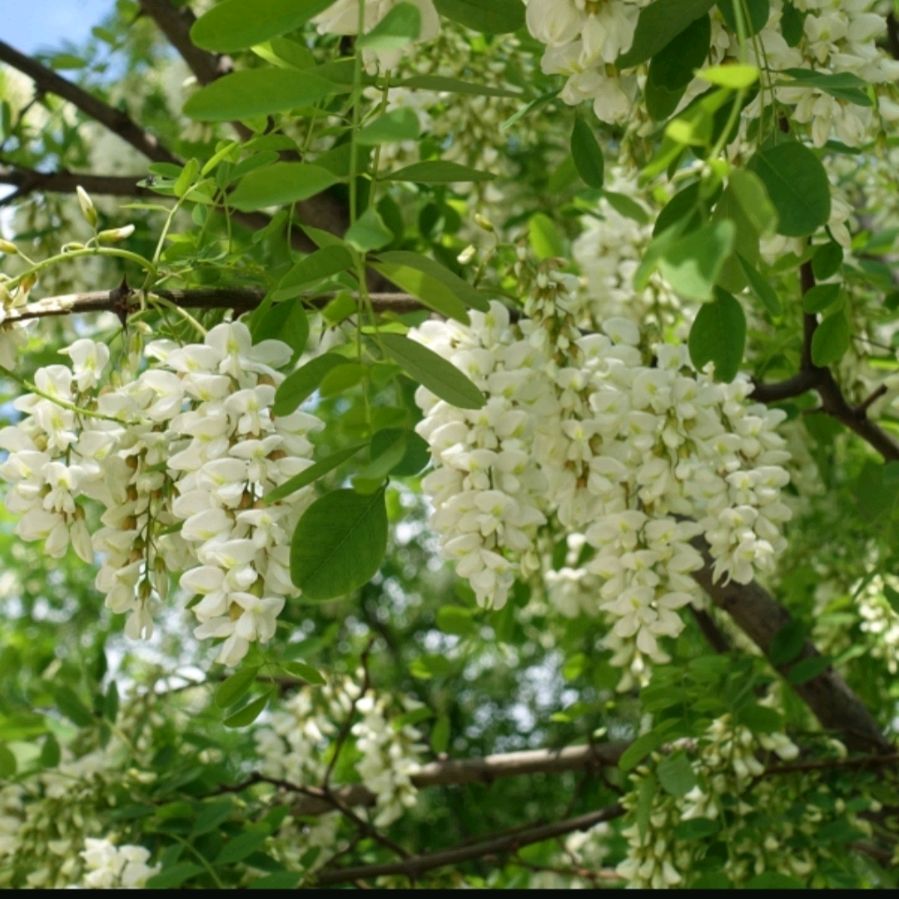 《七律 槐花香》诗人：柳鸣（图3）