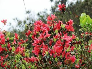 【齐鲁风】分享优秀作家诗人陈天堂《咏桃花咏》外三首请欣赏（图7）