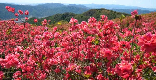 【齐鲁风】分享优秀作家诗人陈天堂《咏桃花咏》外三首请欣赏（图6）