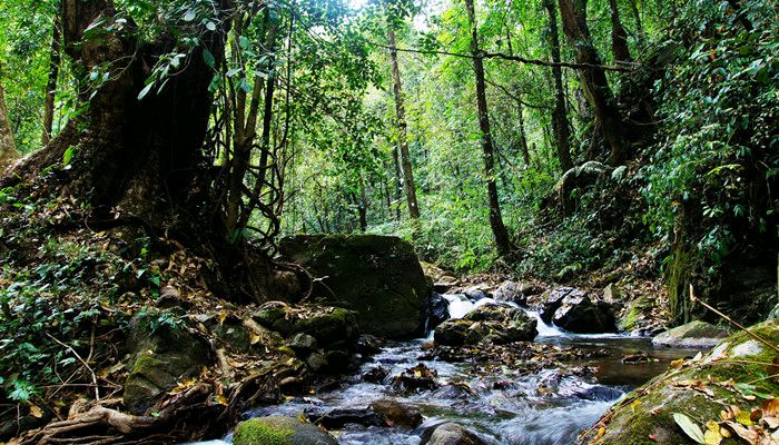 【北京头条】分享优秀诗人刘春耀老师旅游诗（六）《七律•热带雨林游》请欣赏（图6）