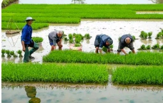 《农为纲本》外一首——水云居士——【中国诗人】征稿——都市头条(图3)