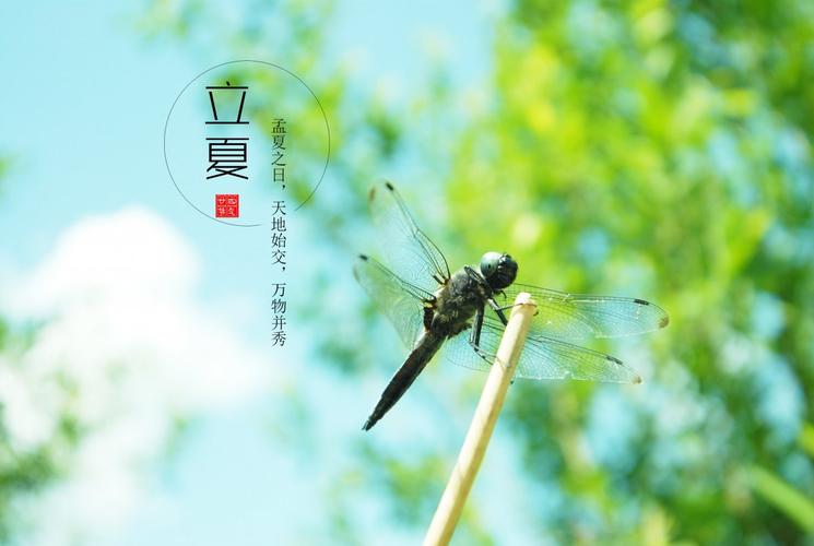 【北京头条】分享优作家诗人姚树学散文《立夏》请欣赏(图6)