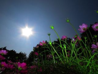 【北京头条】分享胡清普《颂太阳》请欣赏（图9）