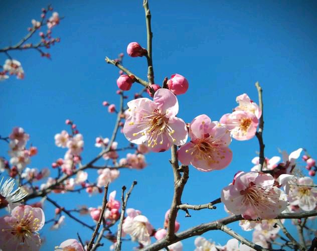 【北京头条】分享（江苏）优秀诗人方少春老师《七律•梅花颂（之七》请欣赏（图8）