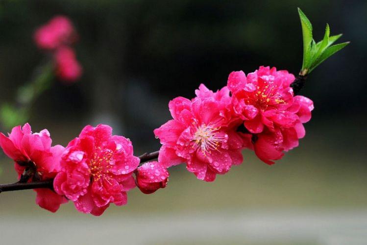【北京头条】分享（江苏）优秀诗人方少春老师《七律•梅花颂（之七》请欣赏（图7）