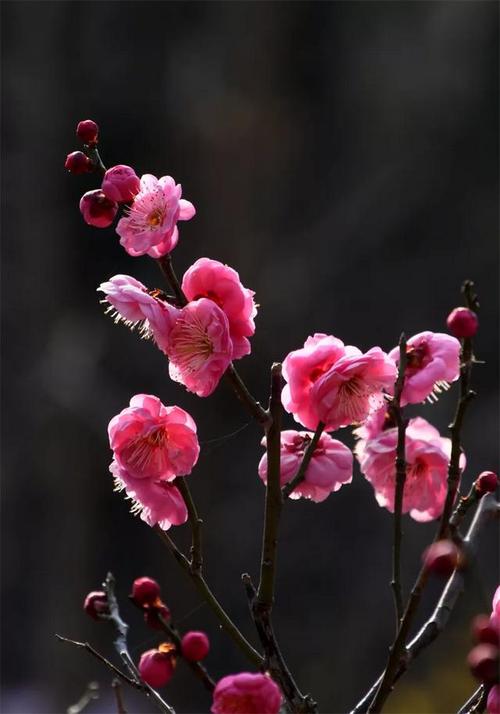 【北京头条】分享（江苏）优秀诗人方少春老师《七律•梅花颂（之七》请欣赏（图11）