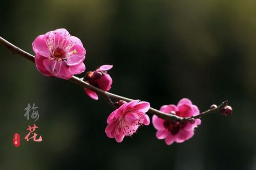 【北京头条】分享（江苏）优秀诗人方少春老师《七律•梅花颂（之七》请欣赏（图9）