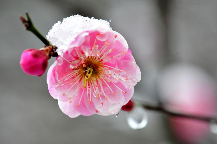 【北京头条】分享（江苏）优秀诗人方少春老师《七律•梅花颂（之七》请欣赏（图10）
