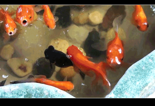 【北京头条】分享（广东）优秀诗人温丁劳《咏鱼》请欣赏（图6）